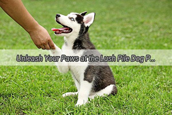 Unleash Your Paws at the Lush Pile Dog Paradise A TailWagging Adventure Guide